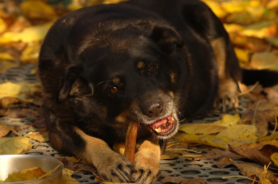 Stress beim Hund abbauen. Was bringt es dem Hund in 2021