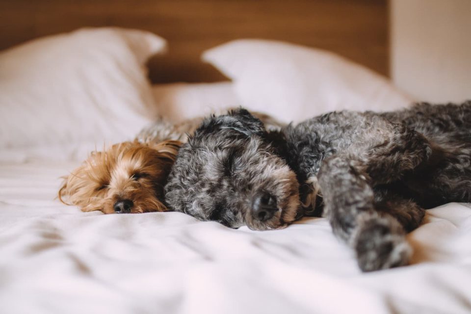Was verrät die Schlafposition vom Hund