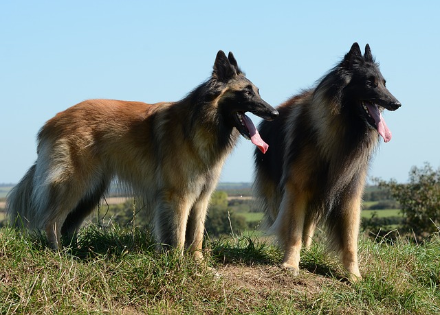 tervueren-belgische-schäferhund-rasse