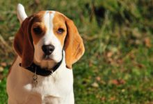 beagle - ein wunderschöner welpe
