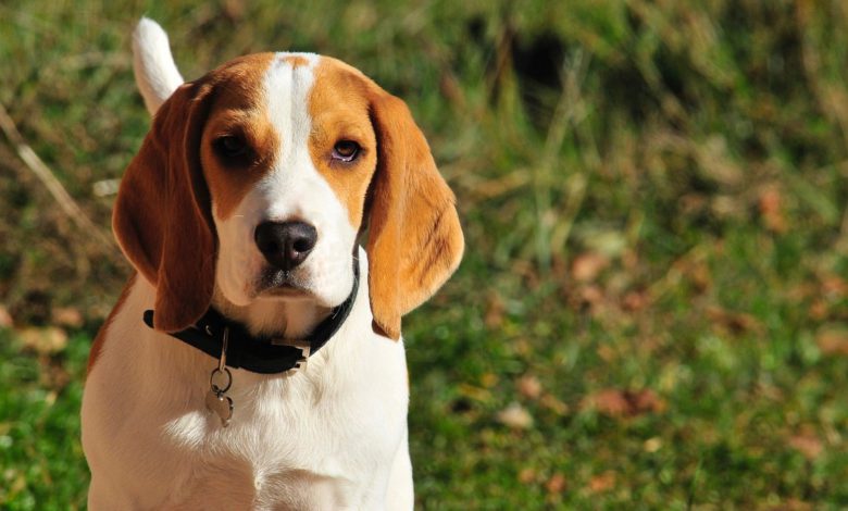 beagle - ein wunderschöner welpe