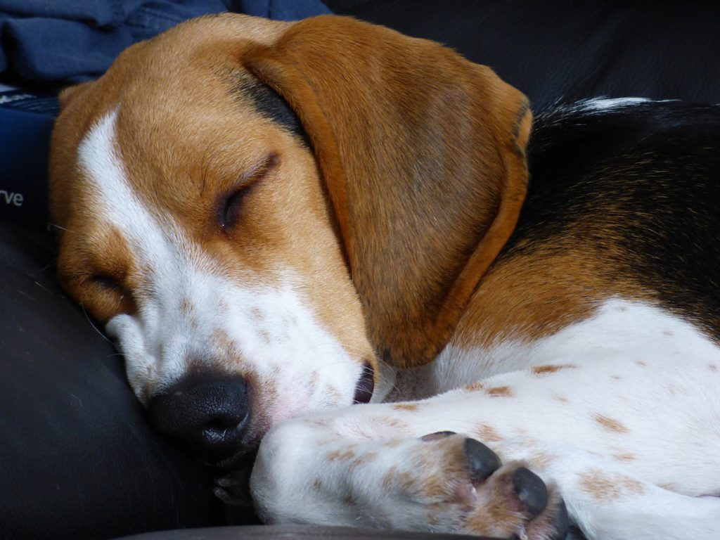 beagle beim schlafen