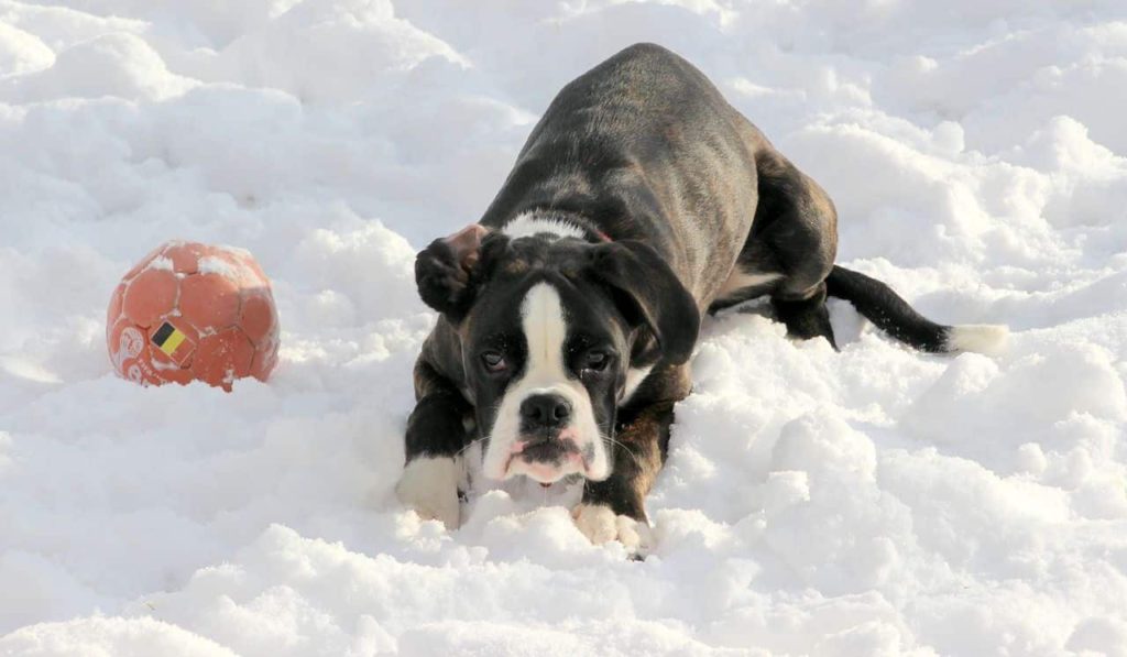 boxer macht ballspiele im schnee