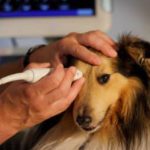 Tierarztpraxis für Kleintiere in Amerang