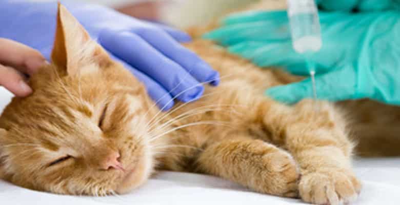 Tierarztpraxis in Altötting
