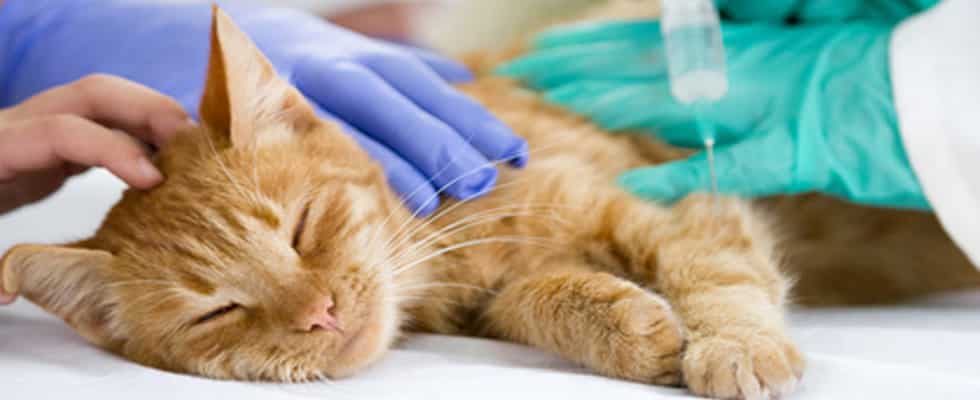 Tierarztpraxis in Altötting