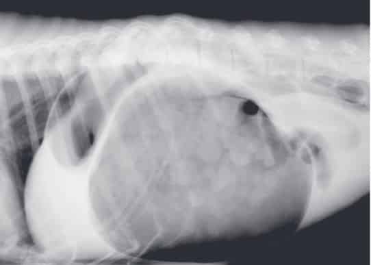 röntgenbild magendrehung hund bauchraum voll mit magen ausgefüllt
