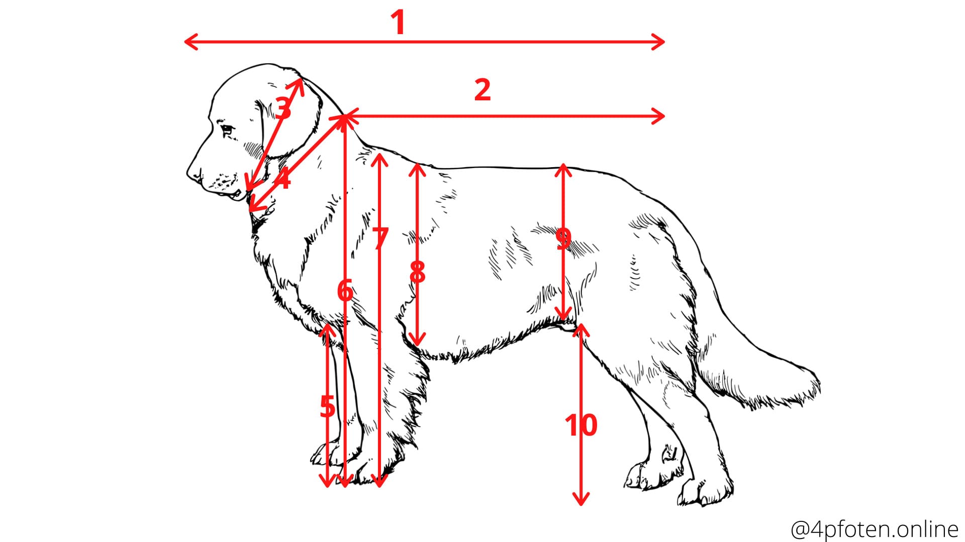 Hund messen in 2021 wie messe ich den Hund richtig und wo?