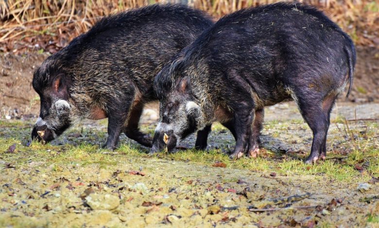 die afrikanische schweinepest ist für hunde nicht gefährlich