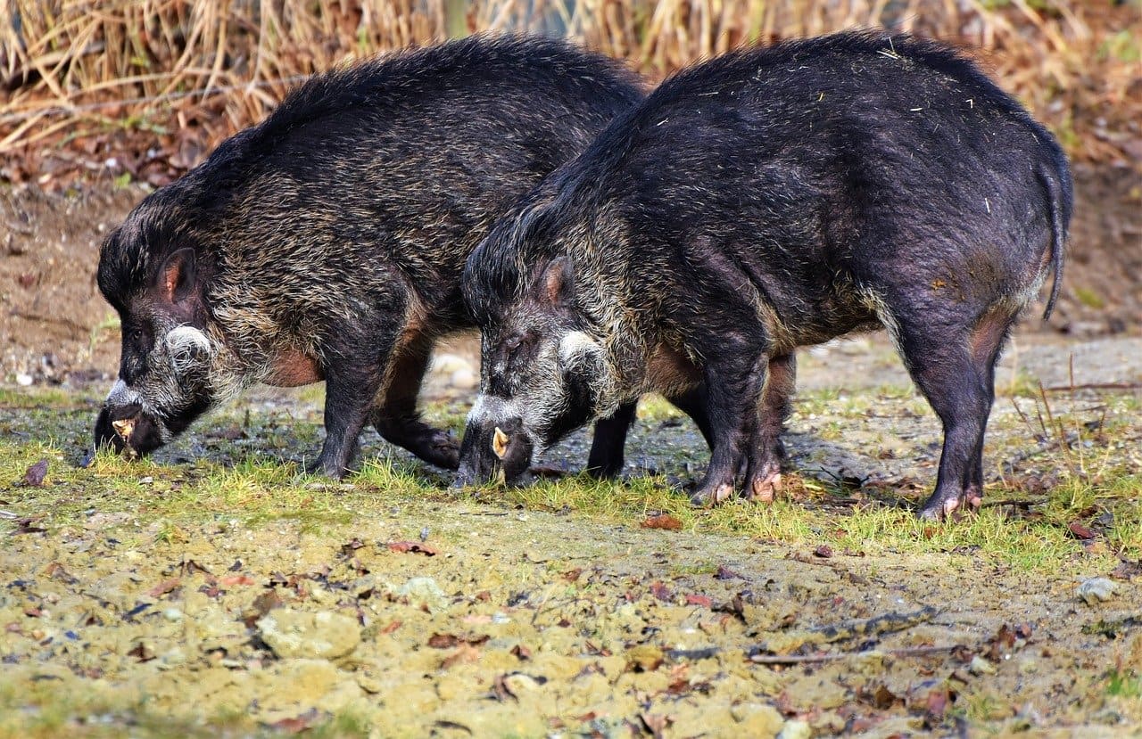 Ist die Afrikanische Schweinepest 2021 für Hunde gefährlich?