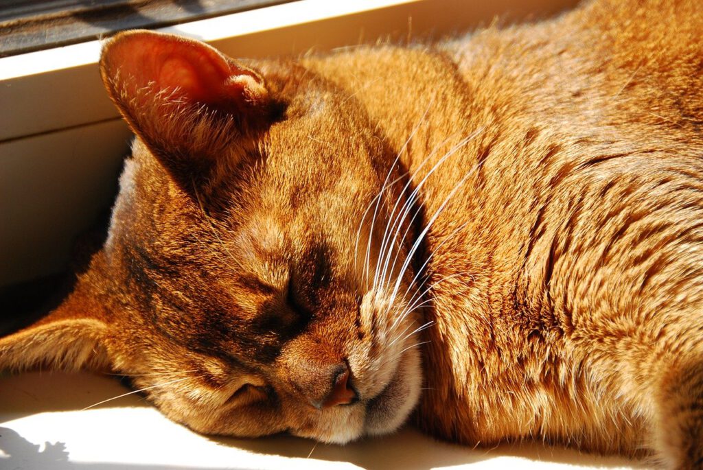 ausgewachsene abessinier katze vor dem fenster beim schlafen