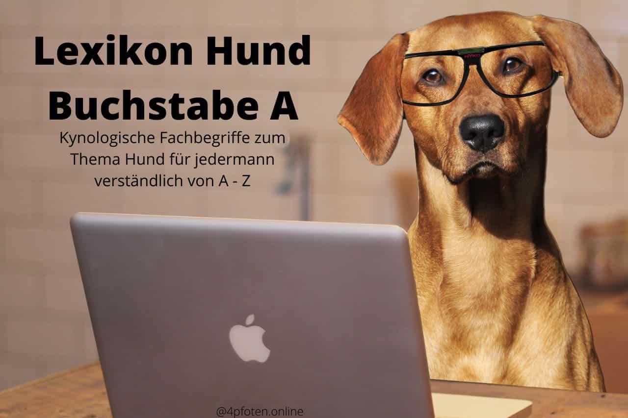 Lexikon Hund Buchstabe A