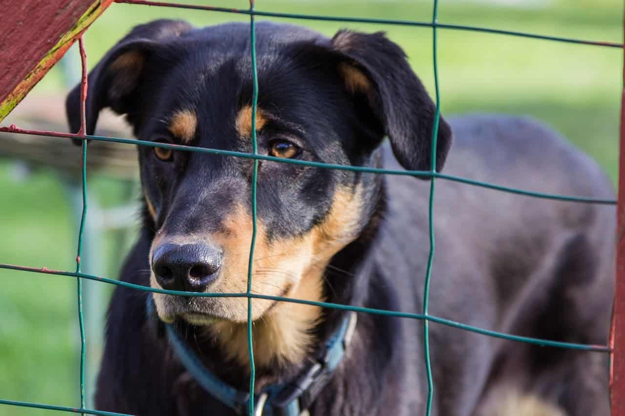 hund adoption in corona zeiten beitragsbild