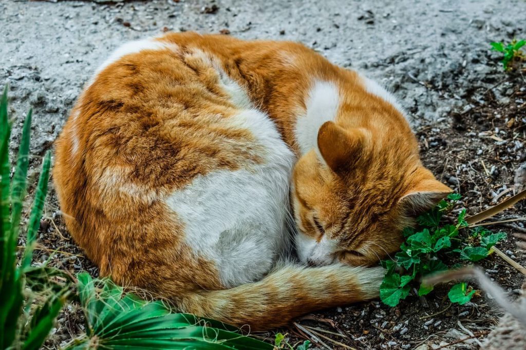 katze zusammengerollt schlafposition der katze