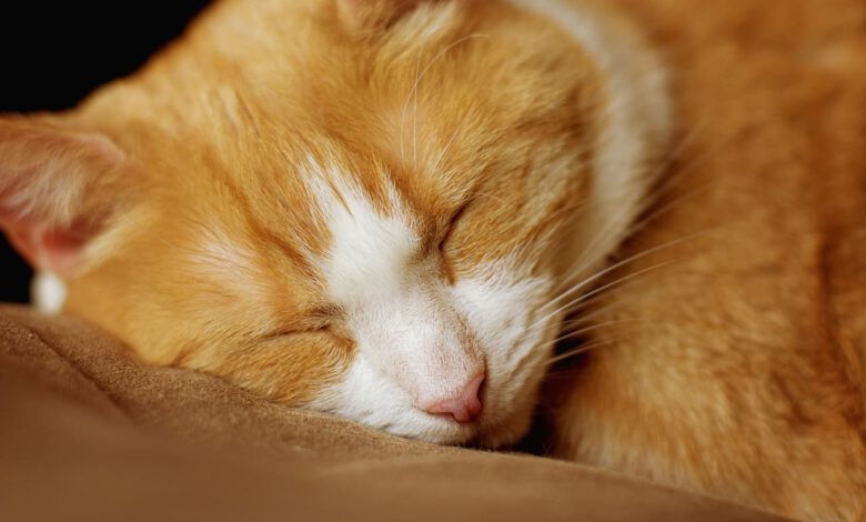 schlafposition der katze beitragsbild