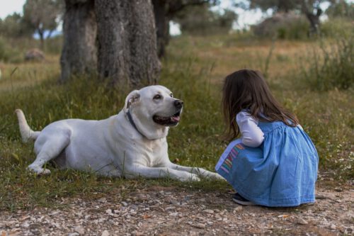 Die Wahrheit zum Thema Hunde die bellen beißen nicht in 2021