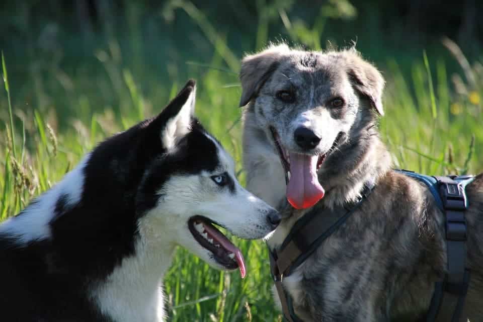 lexikon hund buchstabe h - hirtenhunde aus rumänien