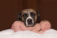 hund und baby beitragsbild