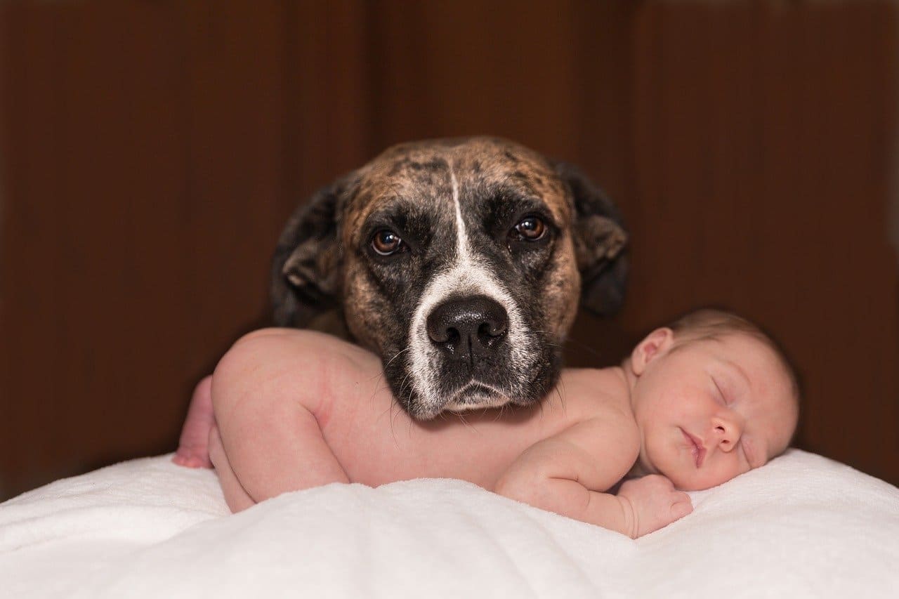Hund und Baby Beitragsbild