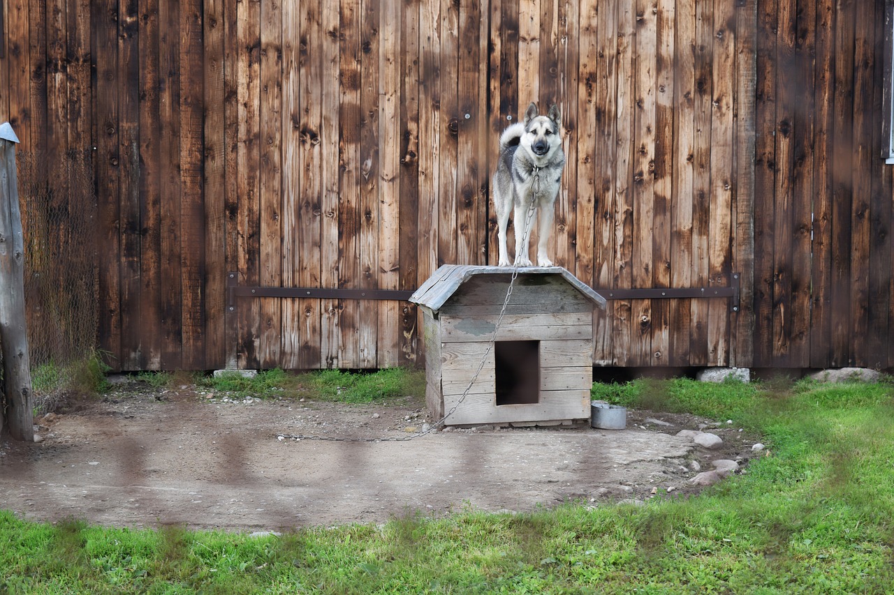 hund angekettet auf kleiner hundehütte