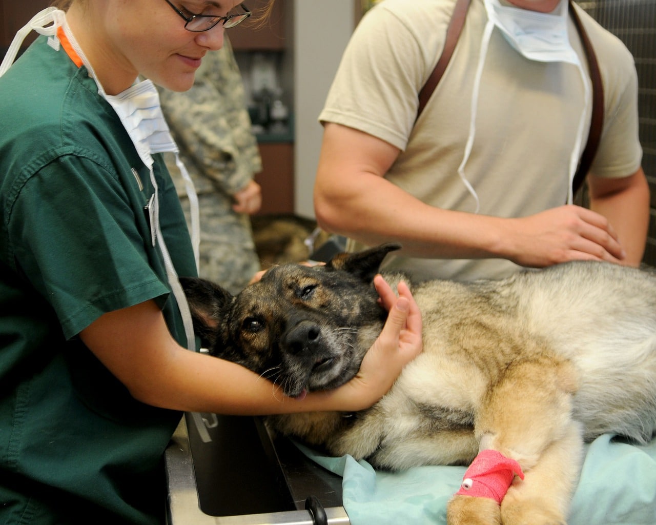 tierarztkosten hund